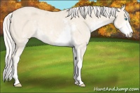 Horse Color:Cremello Sabino  Brindle