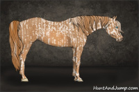 Horse Color:Perlino Sabino Brindle