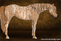 Horse Color:Cremello Sabino  Brindle