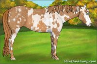 Horse Color:Perlino Sabino Brindle