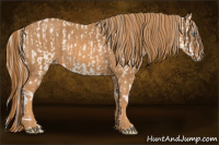 Horse Color:Cremello Sabino  Brindle