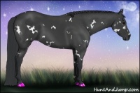Horse Color:White Spotted Black