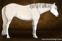 Horse Color:Perlino Sabino Brindle