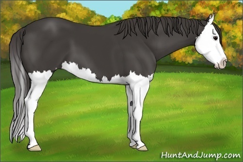Horse Color:Smoky Black Splash 