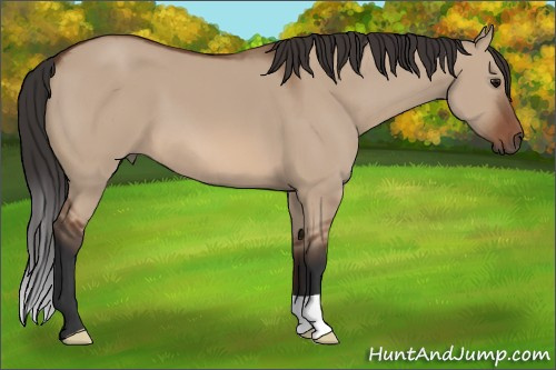 Horse Color: Bay Dun 
