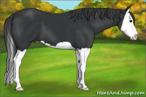 Horse Color: Brown Splash 