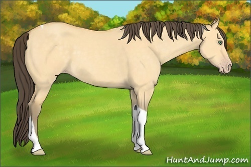 Horse Color: Amber Cream Champagne Dun Tobiano 