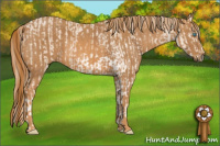 Horse Color:Perlino Sabino Brindle
