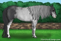Horse Color:Blue Roan Sabino 