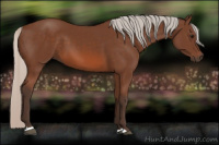Horse Color:Silver Bay 