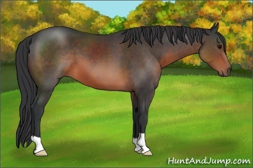 Horse Color: Brown 