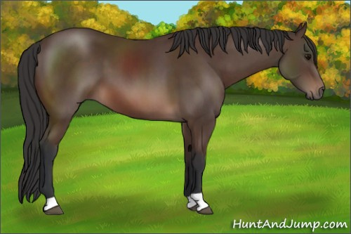 Horse Color: Bay 