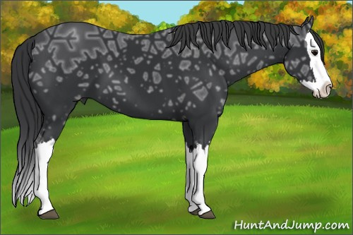 Horse Color: Black Ice Splash 