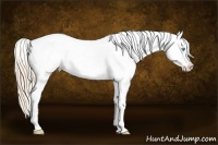 Horse Color:Perlino Sabino Appaloosa Brindle