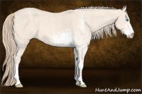 Horse Color:Perlino Sabino  Brindle