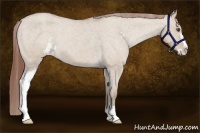 Horse Color:Classic Champagne Dun Sabino Varnish 