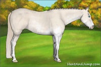 Horse Color:Perlino Sabino Brindle