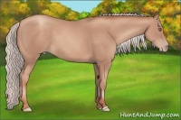 Horse Color:Silver Classic Champagne 
