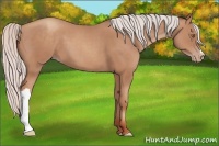 Horse Color:Silver Classic Champagne 