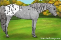 Horse Color:Blue Roan Appaloosa 