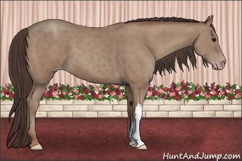 Horse Color:Classic Champagne