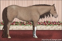 Horse Color:Classic Champagne 