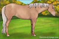 Horse Color:Silver Classic Champagne 