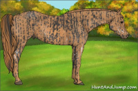 Horse Color:Black Sabino  Brindle