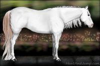 Horse Color:Blue Roan Varnish