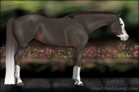 Horse Color:Liver Chestnut Splash 