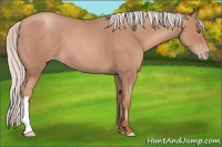 Horse Color:Silver Classic Champagne