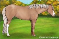 Horse Color:Silver Classic Champagne 