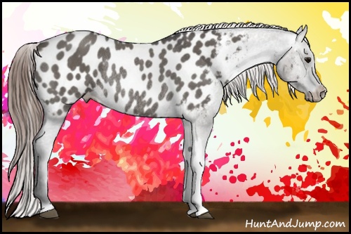Horse Color: Grullo Blanket Rabicano 