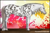 Horse Color:Grullo Appaloosa Rabicano