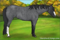 Horse Color:Blue Roan 