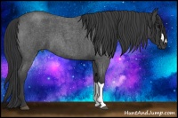 Horse Color:Blue Roan 