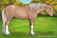 Horse Color:Silver Classic Champagne 