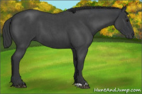 Horse Color:Blue Roan 