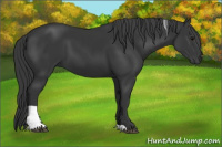 Horse Color:Black Tobiano 