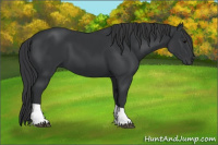 Horse Color:Black Tobiano 