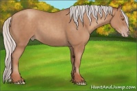 Horse Color:Silver Classic Champagne