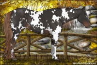 Horse Color:White Spotted Liver Chestnut 