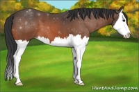 Horse Color:Bay Splash 