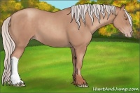 Horse Color:Silver Classic Champagne 