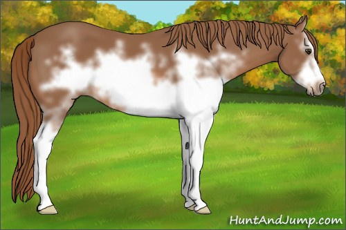 Horse Color: White Spotted Liver Chestnut Frame 