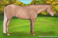 Horse Color:Silver Classic Champagne 