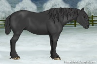 Horse Color:Black 