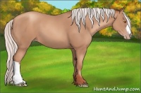 Horse Color:Silver Classic Champagne 