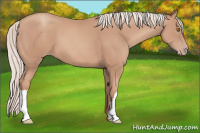 Horse Color:Silver Classic Champagne 