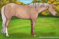 Horse Color:Silver Classic Champagne 